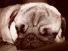 Mops Hund
