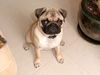 Mops Foto (ID 34339) Mops Hund