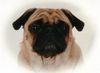 Mops Foto: Naomi - 3 Jahre (ID 38658) Mops Hund