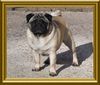 Mops Hund