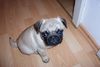 Mops Foto: Neo mit 12 Wochen (ID 8011) Mops Hund