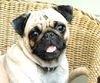 Mops Foto (ID 7603) Mops Hund