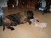 Mops Foto: pauline und lena (ID 23398) Mops Hund