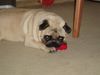 Mops Foto: Willi Mops - Wer kann diesen Augen widerstehen? (ID 36007) Mops Hund