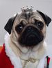 Mops Hund