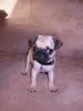 Mops Foto: Unser Mops Romeo geb. am 26.10.04 (ID 18169) Mops Hund