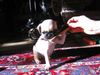 Mops Foto: Unser Mops Romeo geb. am 26.10.04 (ID 18173) Mops Hund