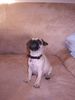 Mops Foto: Unser Mops Romeo geb. am 26.10.04 (ID 18170) Mops Hund