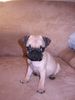 Mops Foto: Unser Mops Romeo geb. am 26.10.04 (ID 18172) Mops Hund