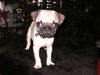 Mops Foto: Unser Mops Romeo geb. am 26.10.04 (ID 18171) Mops Hund