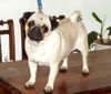 Mops Foto (ID 7602) Mops Hund