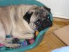 Mops Foto (ID 15623) Mops Hund