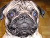 Mops Foto: Franky (ID 14547) Mops Hund
