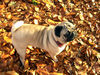 Mops Hund