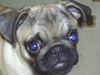 Mops Hund