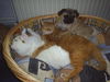 Mops Hund