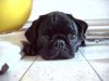 Mops Foto: Können diese Augen lügen? (ID 7882) Mops Hund