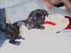 Mops Foto: Paul`chen von Wolfsbühl aus Passau (ID 24728) Mops Hund