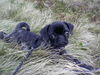 Mops Foto: Paul`chen von Wolfsbühl aus Passau (ID 24727) Mops Hund