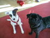 Mops Hund