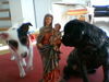 Mops Hund