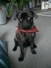 Mops Hund