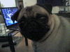 Mops Hund