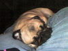 Mops Hund