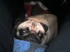 Mops Hund