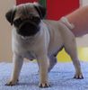 Mops Foto: Pugs`n Roses Qwinnie Pooh 11 Wochen (ID 24620) Mops Hund