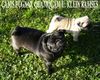 Mops Foto: C.P. Quamquam und Ramses (ID 13485) Mops Hund