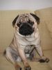 Mops Foto: CANIS PUGNAX ROCKEFELLA (ID 20236) Mops Hund