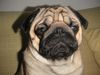 Mops Foto: CANIS PUGNAX ROCKEFELLA (ID 20235) Mops Hund