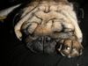 Mops Foto: CANIS PUGNAX ROCKEFELLA (ID 20364) Mops Hund