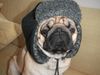 Mops Foto: CANIS PUGNAX ROCKEFELLA (ID 20365) Mops Hund