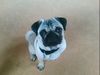 Mops Hund