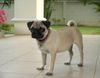 Mops Hund