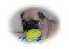 Mops Hund