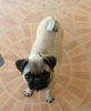 Mops Hund