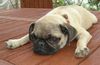 Mops Hund