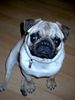 Mops Foto: Hundeblick?! (ID 20490) Mops Hund