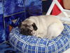 Mops Foto (ID 25552) Mops Hund
