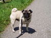 Mops Foto (ID 25551) Mops Hund