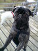 Mops Foto: Paul von Wolfsbühl, 15 Monate (ID 33206) Mops Hund