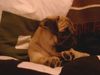 Mops Foto: Un pug argentino (ID 15776) Mops Hund