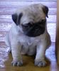 Mops Foto: C.P. Salome - 4 Wochen jung (ID 13486) Mops Hund