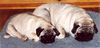 Mops Foto: Mutter und Kind (ID 15857) Mops Hund