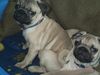 Mops Hund