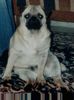 Mops Hund