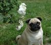 Mops Foto: Res Rusticae Angelina (ID 35692) Mops Hund
